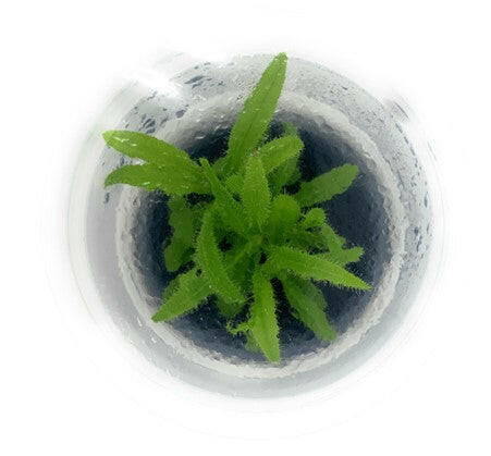 ADA - Drosera adelae TC Cup-S