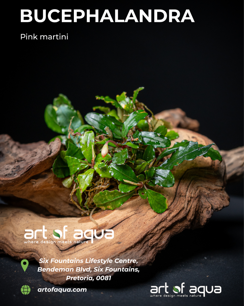 Bucephalandra Pink Martini