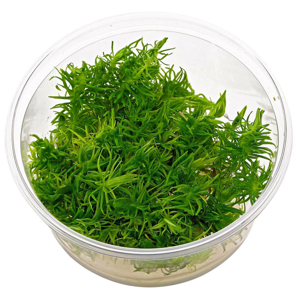 ADA - Pogostemon erectus TC Cup-M