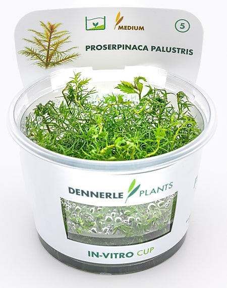 Dennerle - Proserpinaca palustris