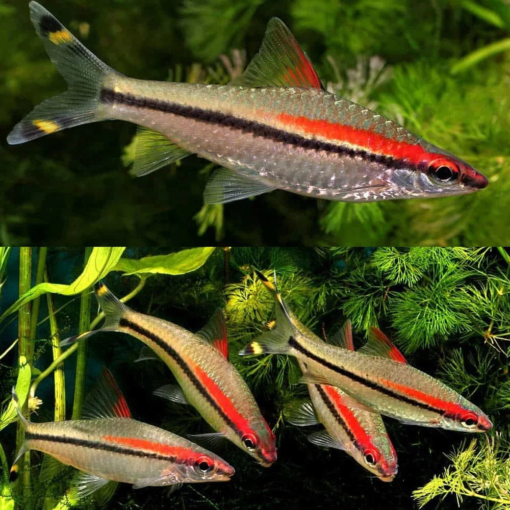 Sahyadria denisonii (Redline Torpedo Barb)