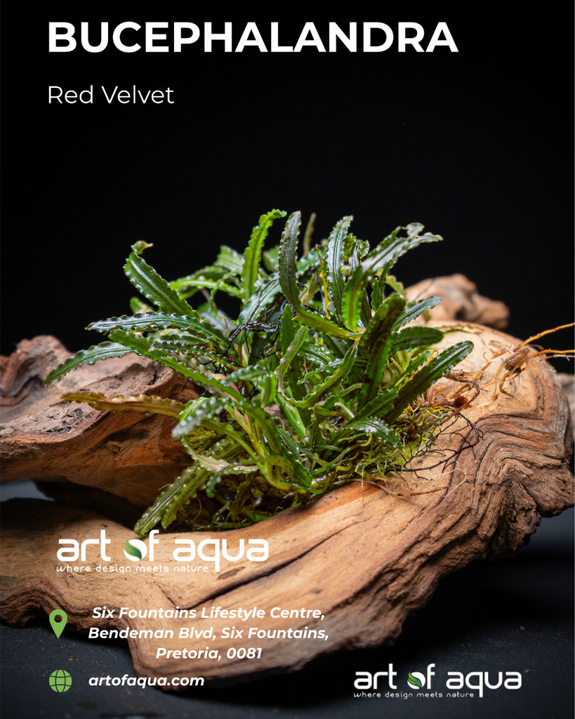 Bucephalandra Red Velvet