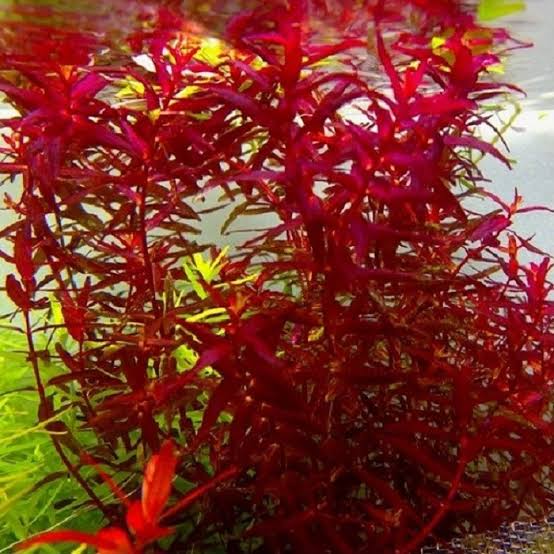 Baka -Rotala Butterfly