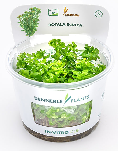 Dennerle - Rotala indica 'Bonsai'