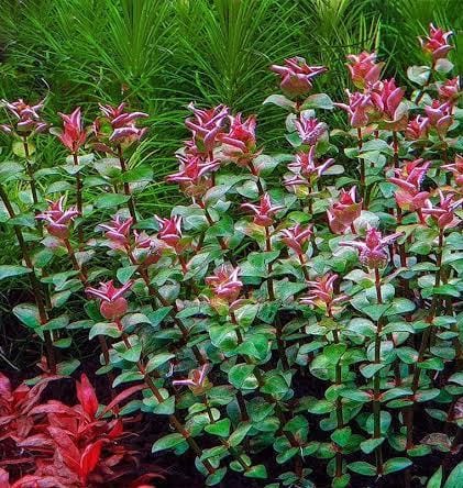 Baka -Rotala Pearl
