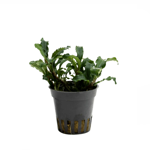 Stoffels - Bucephalandra sp. 'Green Velvet'