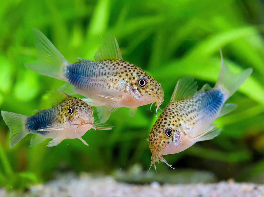 Corydoras Similis