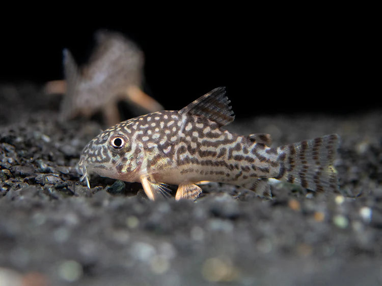 Hoplisoma sterbai (Sterbai Corydoras)