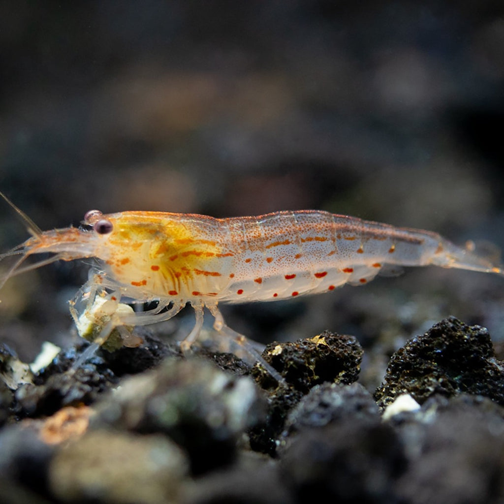 Caridina multidentata- Sun Orange Amano Shrimp