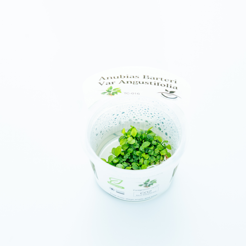 Horizon - Anubias barteri var. angustifolia