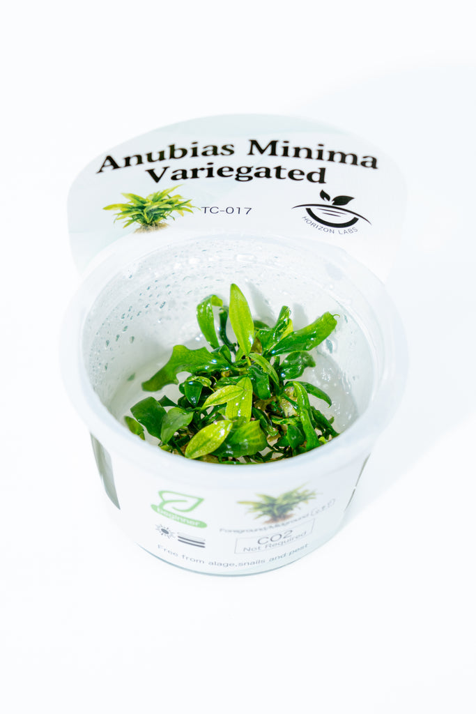 Horizon - Anubias Minima Variegated