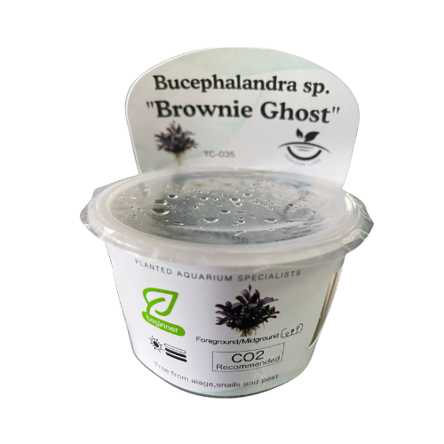 Horizon - Bucephalandra brownie ‘Ghost’ TC