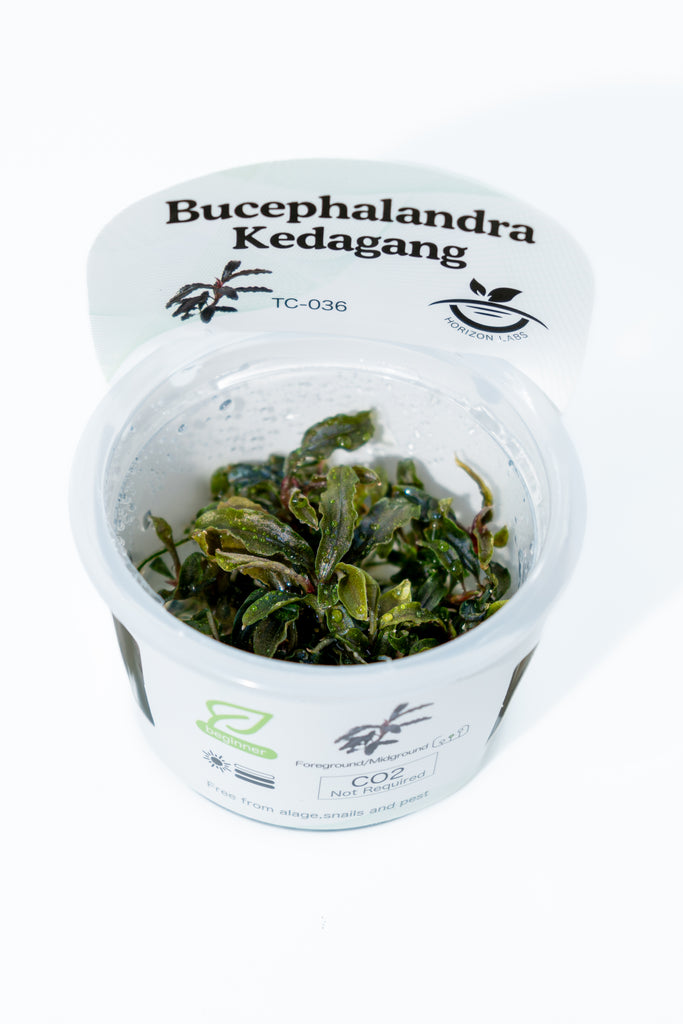 Horizon - Bucephalandra sp. Kedagang