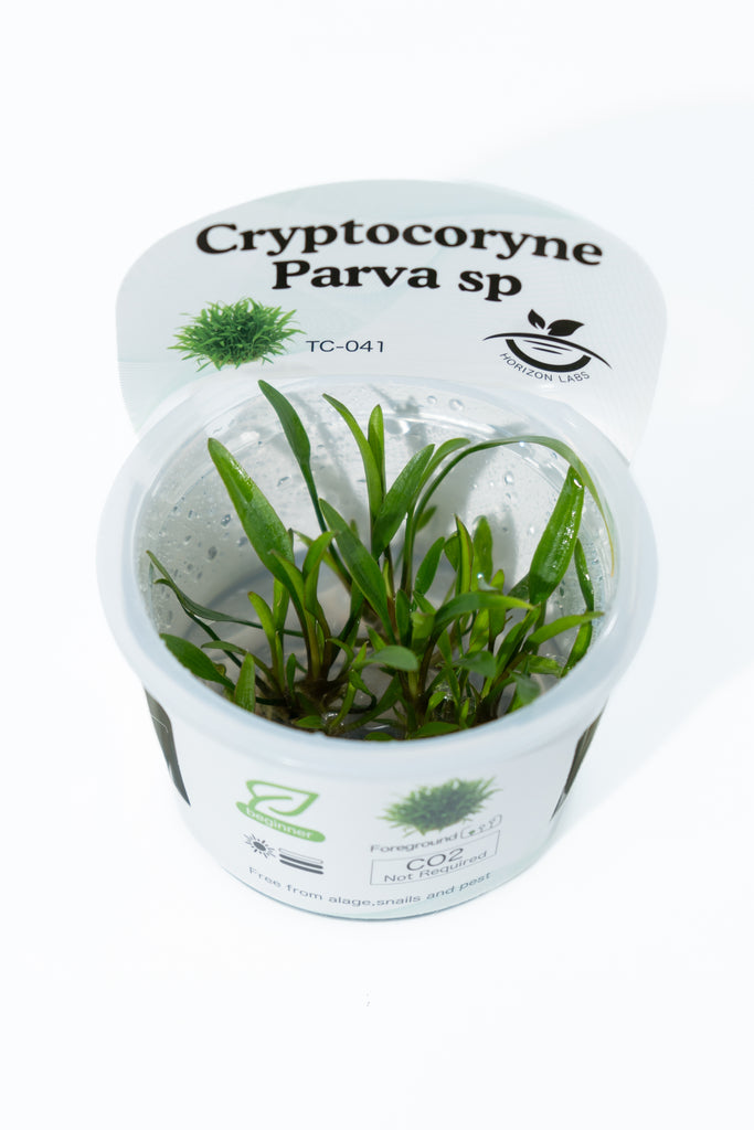 Horizon- Cryptocoryne Parva sp
