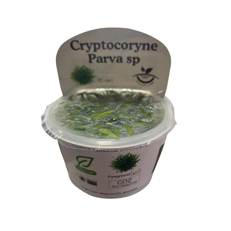 Horizon- Cryptocoryne Parva sp
