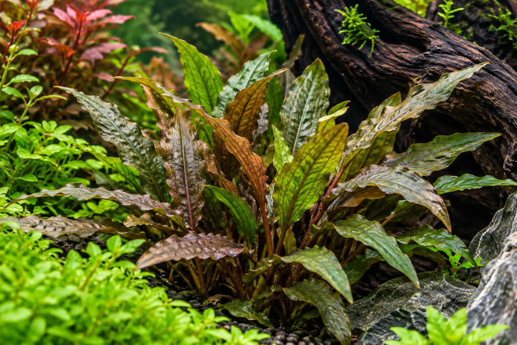 Horizon - Cryptocoryne Striolata sp.