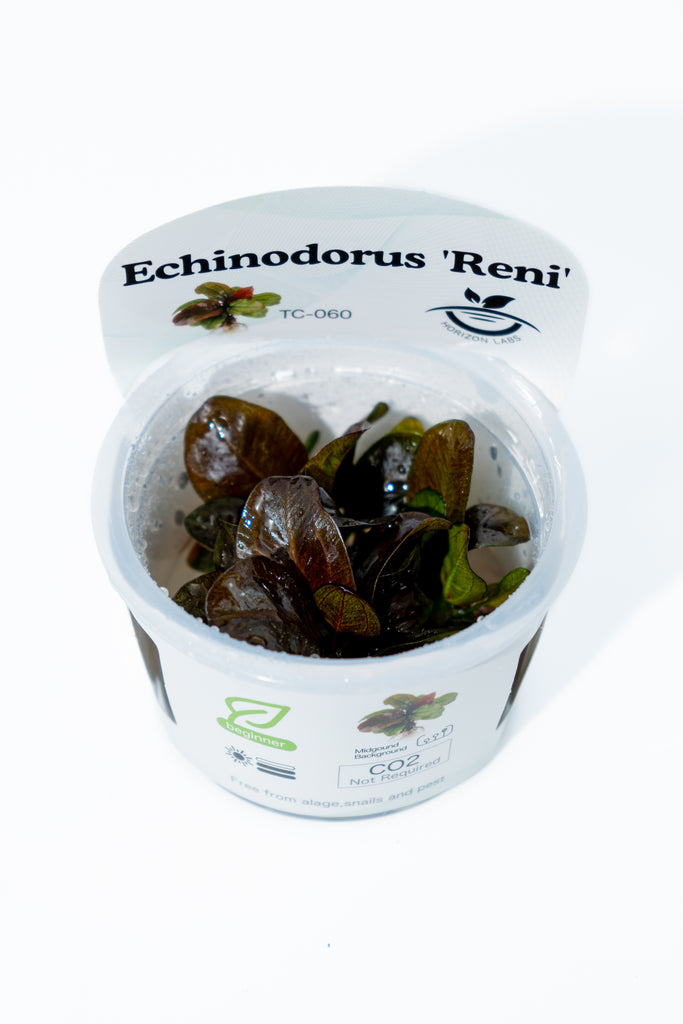 Horizon -  Echinodorus Reni TC