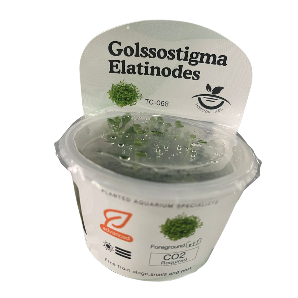 Horizon - Glossostigma elatinoides