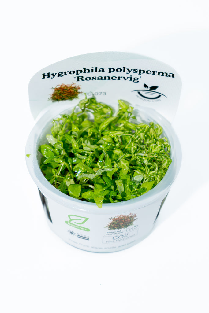 Horizon - Hygrophilo Polysperma Rosanervig