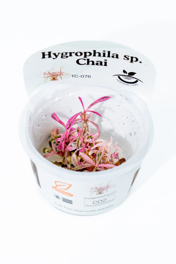 Horizon - Hygrophila sp. Chai
