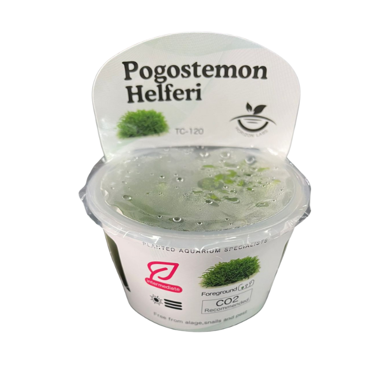 Horizon- Pogostemon helferi TC