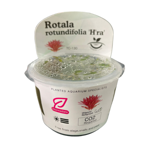 Horizon - Rotala rotundifolia "H'ra"