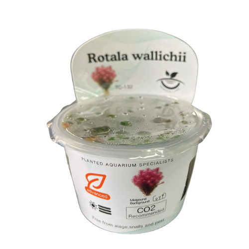 Horizon -Rotala Wallichii