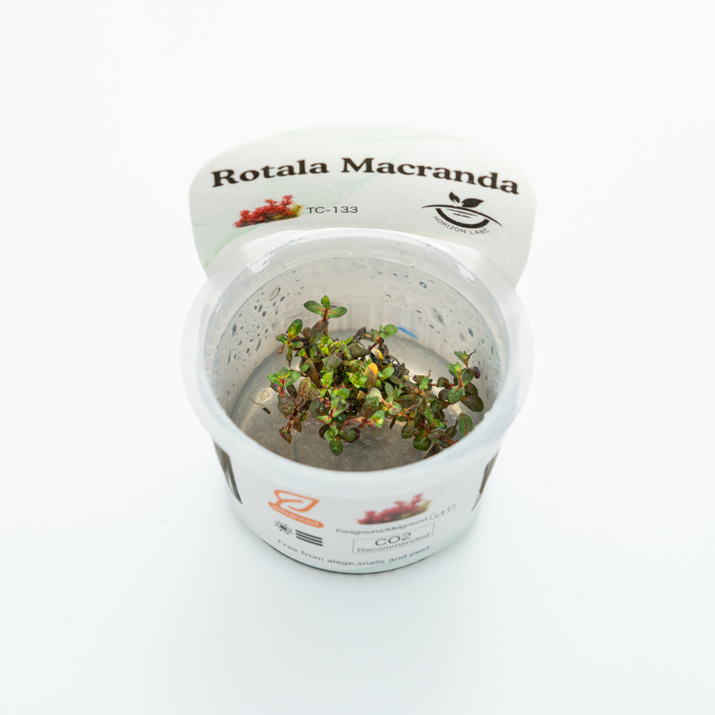 Horizon - Rotala Macranda