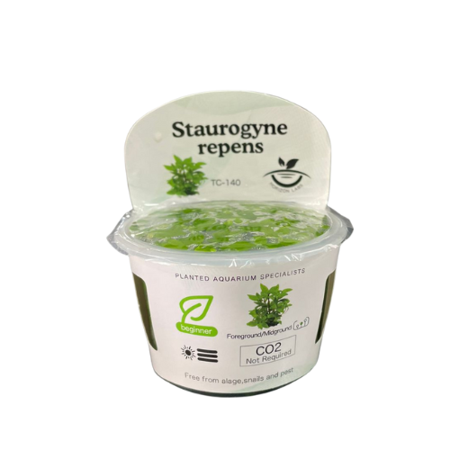 Horizon - Staurogyne repens