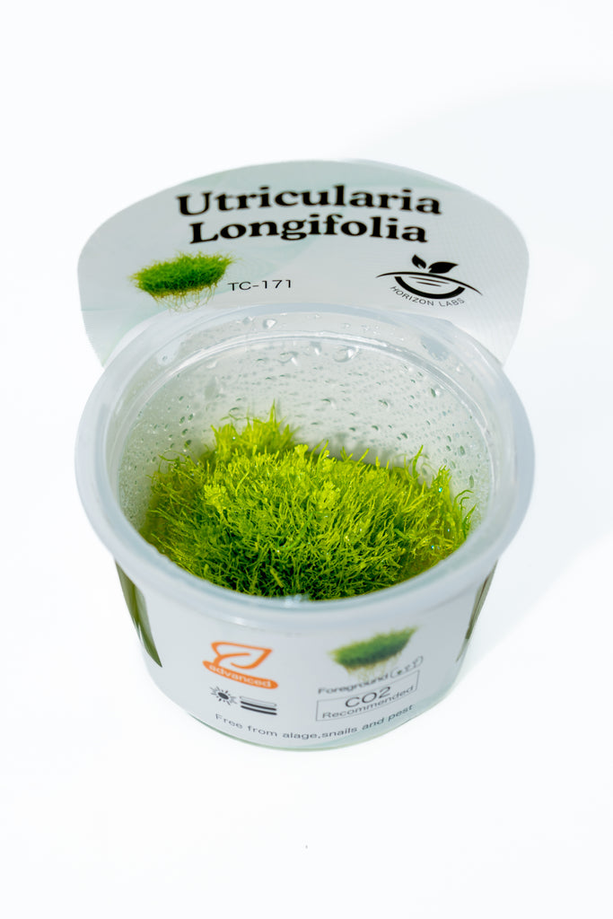 Horizon - Utricularia Longifolia