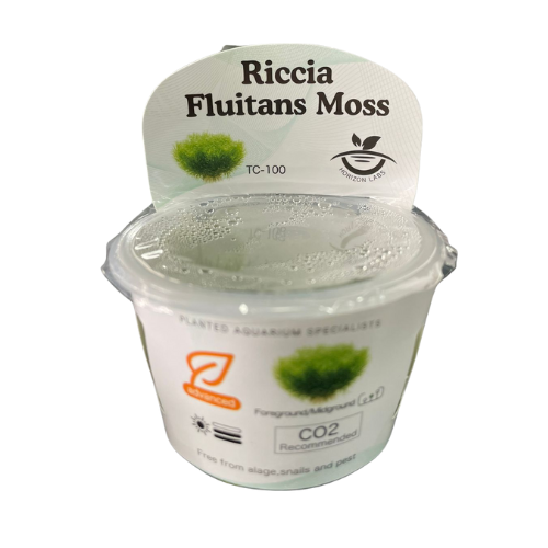 Horizon - Riccia fluitans