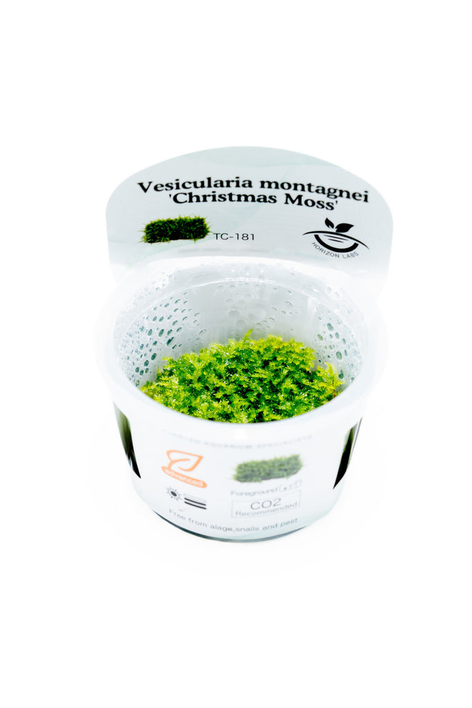 Horizon - Vesicularia montagnei 'Chirstmas Moss'