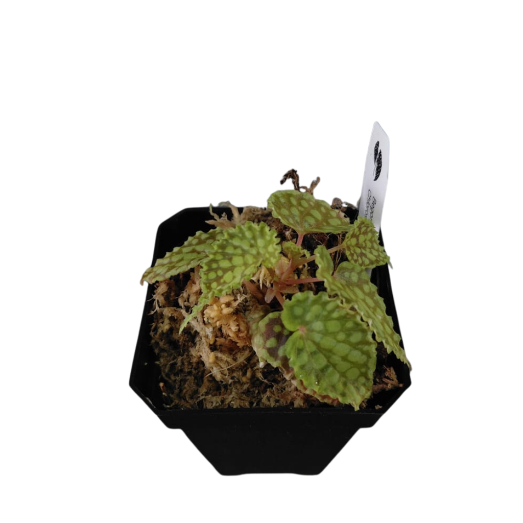 Horizon- Begonia chlorosticta (Pot)