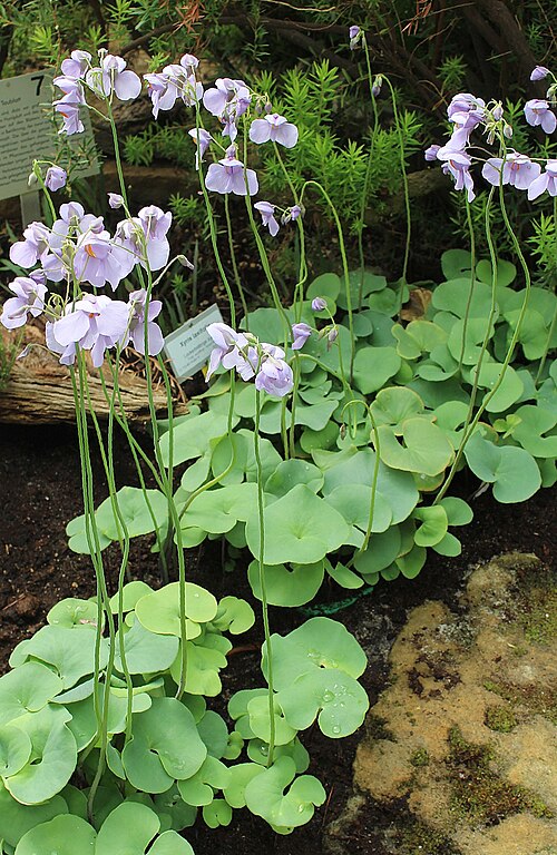 Horizon -Utricularia reniformist (Cup)