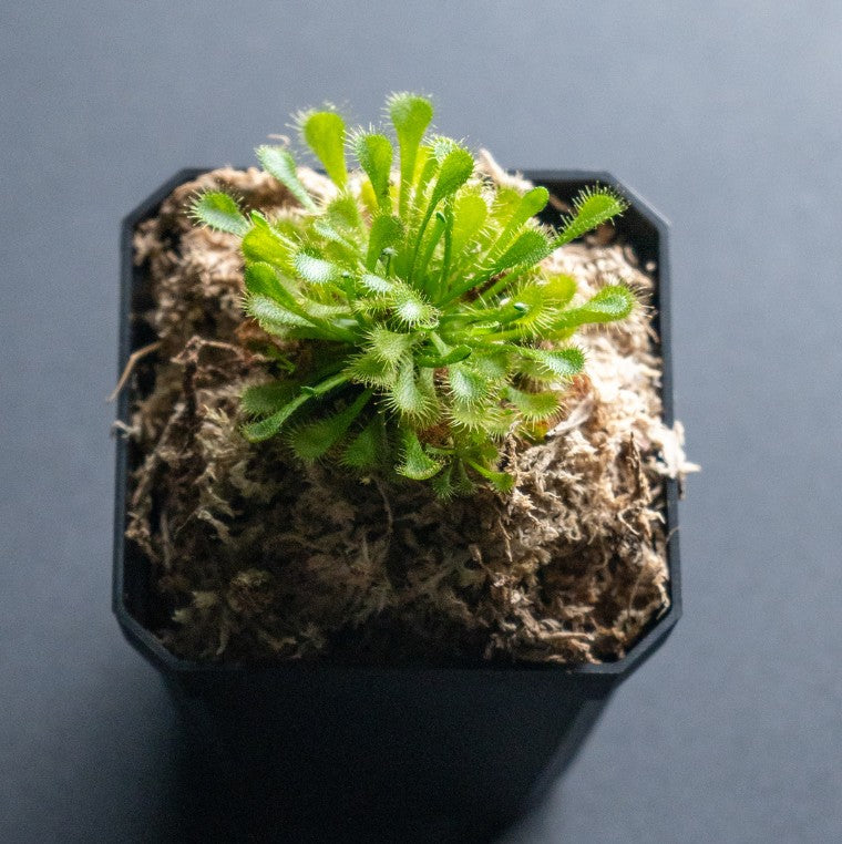 Horizon - Drosera Spatulata Labill