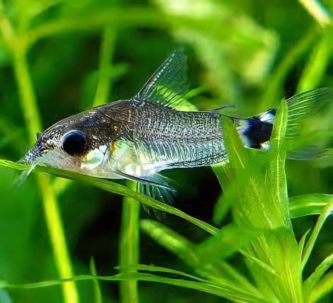 Corydoras hastatus (Tail -spot Pygmy Cory)