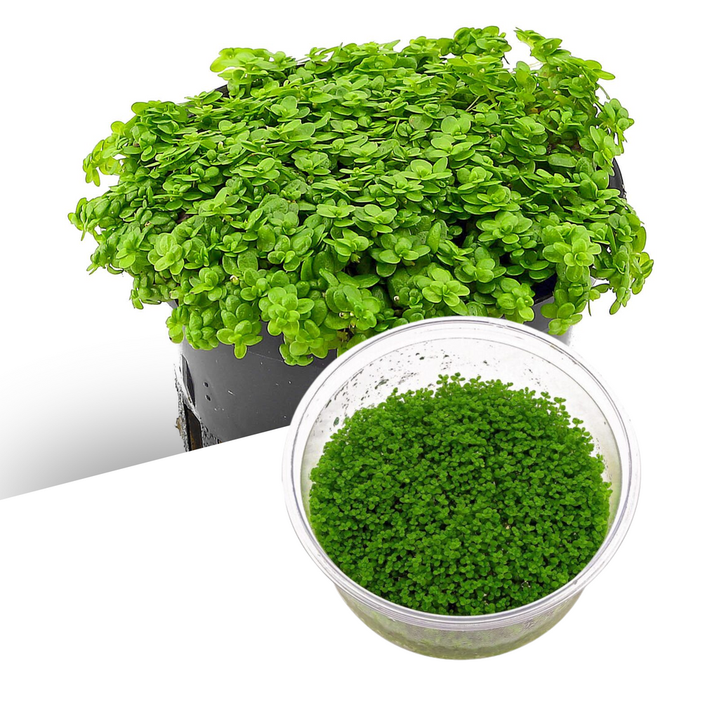ADA - Hemianthus callitrichoides 'Cuba' TC Cup-S
