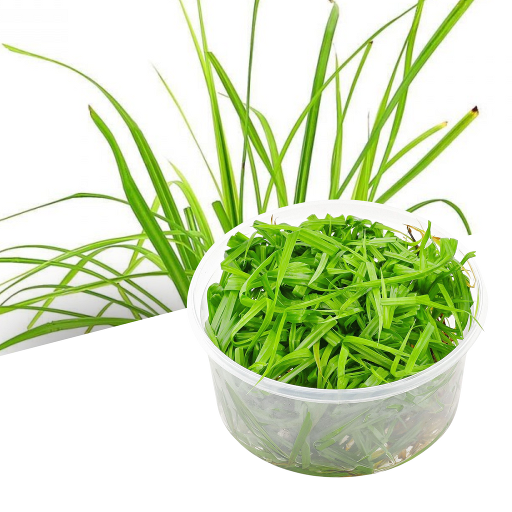 ADA - Cyperus helferi TC Cup-M