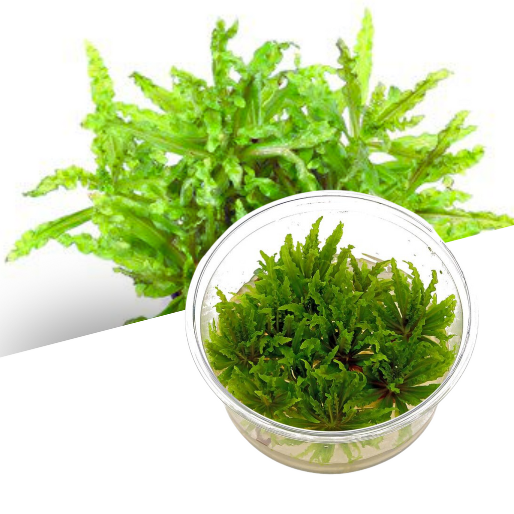 ADA - Pogostemon helferi TC Cup-S