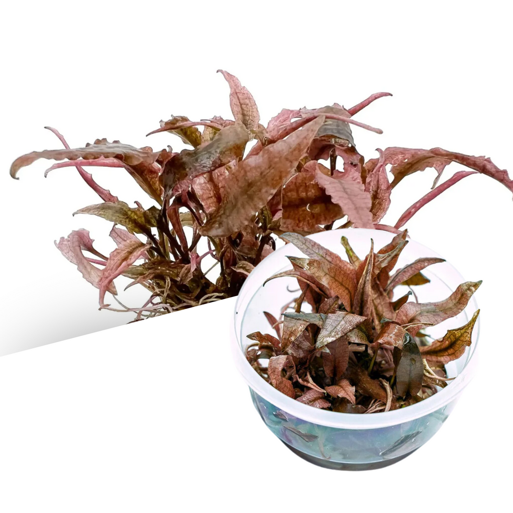 ADA - Cryptocoryne wendtii (Pink Panther) TC Cup-S