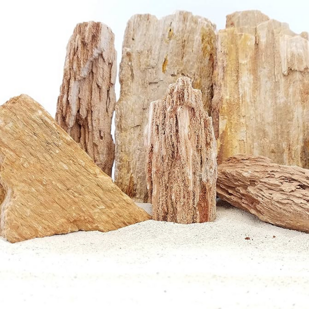 Myanmar Petrified Wood (100g)