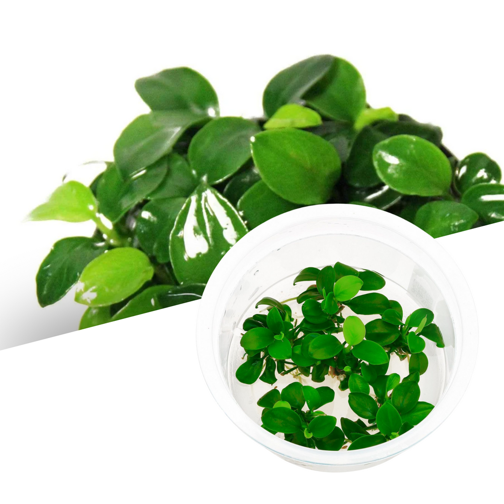 ADA - Anubias barteri var. nana 'Petite' TC Cup-S
