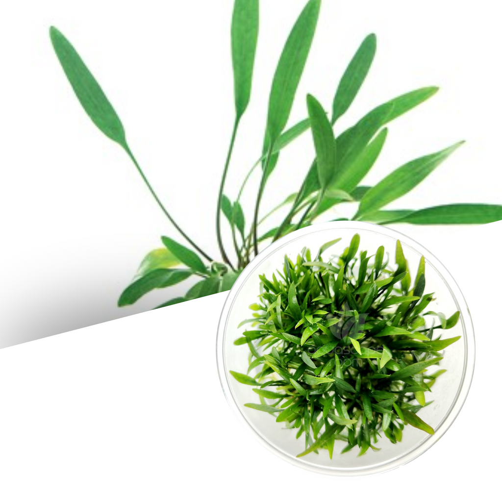 ADA - Cryptocoryne lucens TC cup-S