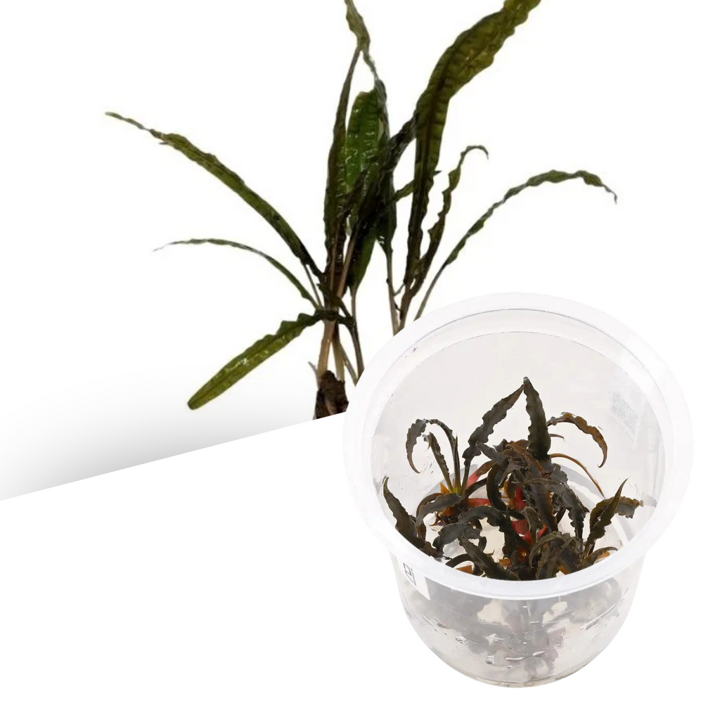 ADA - Cryptocoryne balansae TC Cup-M