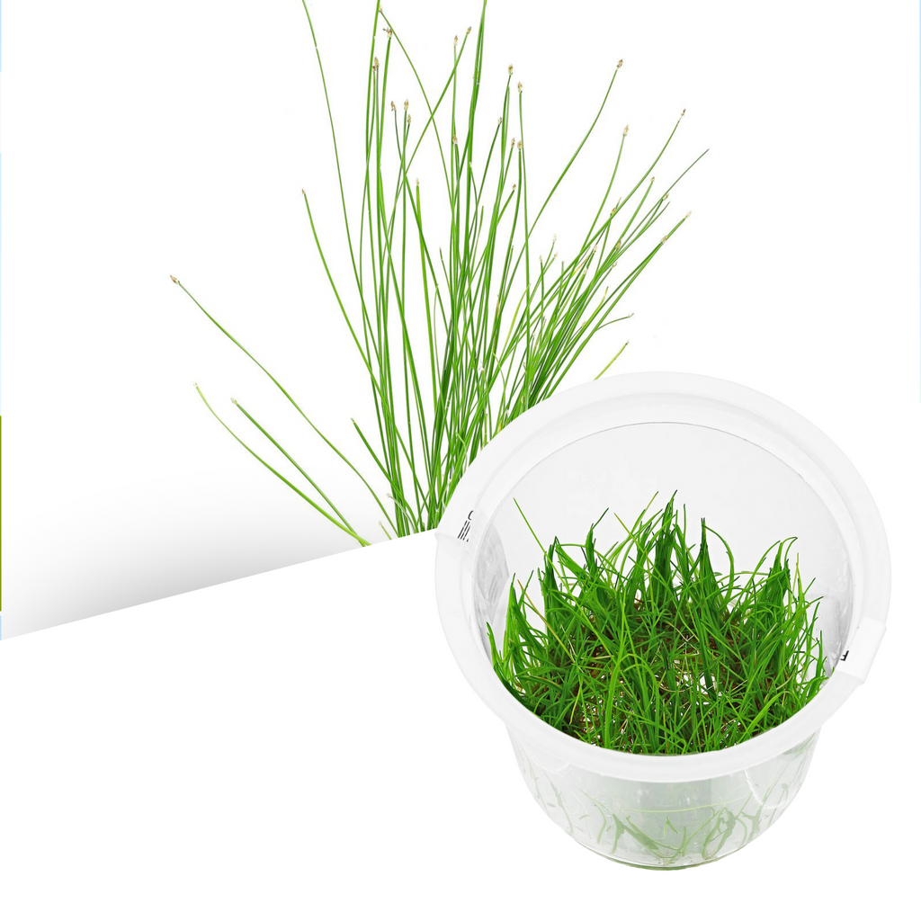 ADA - Eleocharis montevidensis TC Cup-M