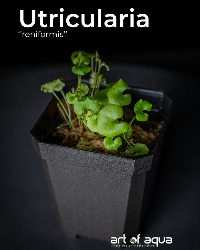 Horizon -Utricularia reniformist (Cup)