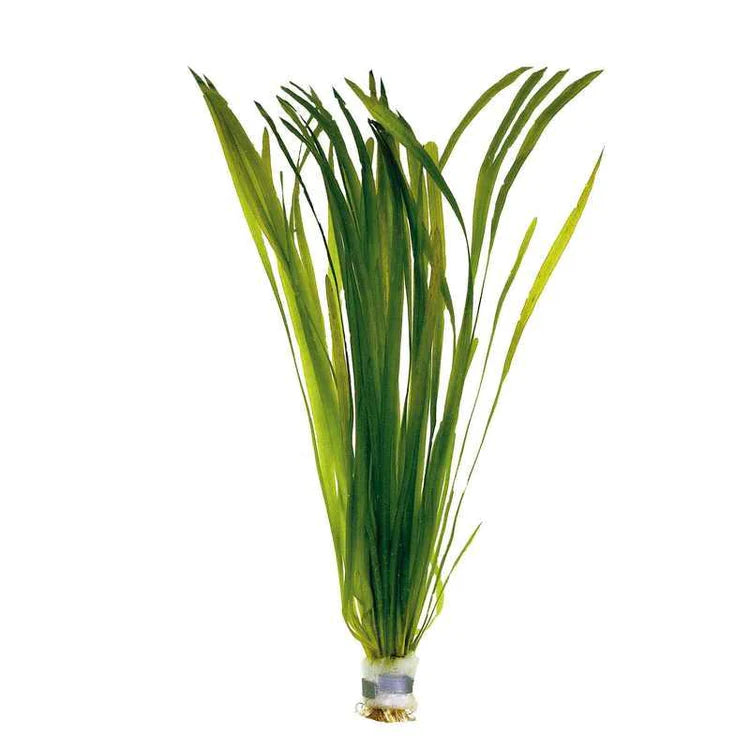 Vallisneria spiralis 'Red' Rubra