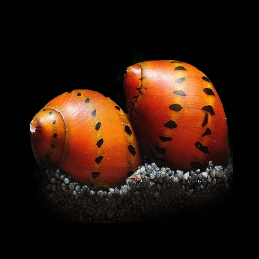 Red Spotted Nerite Snail (In store only)
