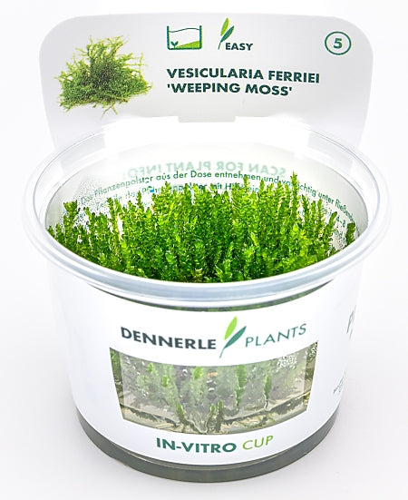 Dennerle - Vesicularia ferriei 'Weeping Moss'