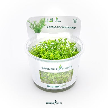 Dennerle - Rotala sp. 'Wynand' TC